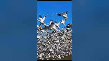 { هذا خلق الله فأروني ماذا خلق الذين من دونه بل الظالمون في ضلال مبين } سورة لقمان | المنشاوي #قرآن