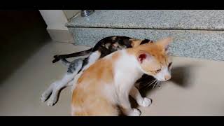 Mom cat hugging her Kitten ❤️ by CAT Lover 105 views 2 years ago 1 minute, 6 seconds