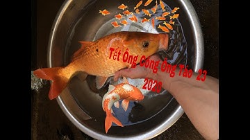 ĐI chơi Tết Ông Công ÔNG Táo - Anhemfood tìm mua cá chép VÀNG
