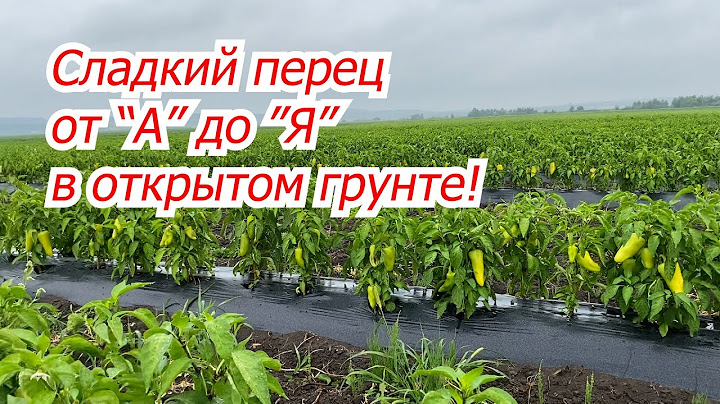 Выращивание сладкого перца на поле от А до Я! Сроки, схемы,  поливы, подкормки,и т.д.