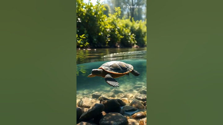 Turtle swimming in the ocean #youtubeshorts #turtle #tortoise #shorts #shortsvideo