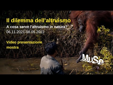 Video: Quali animali mostrano altruismo?