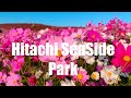 [4K] Hitachi Seaside Park || 国営ひたち海浜公園 || Ibaraki, Japan