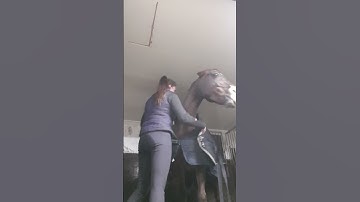 Girl Plays Defense to Moody Mare Trying to Bite || ViralHog