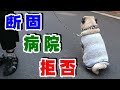 【断固 病院 拒否】病院嫌いな犬が病院に行くと、動かなくなります。爆笑 うちのパグ『おまめ日記』《超ブサかわパグ動画》