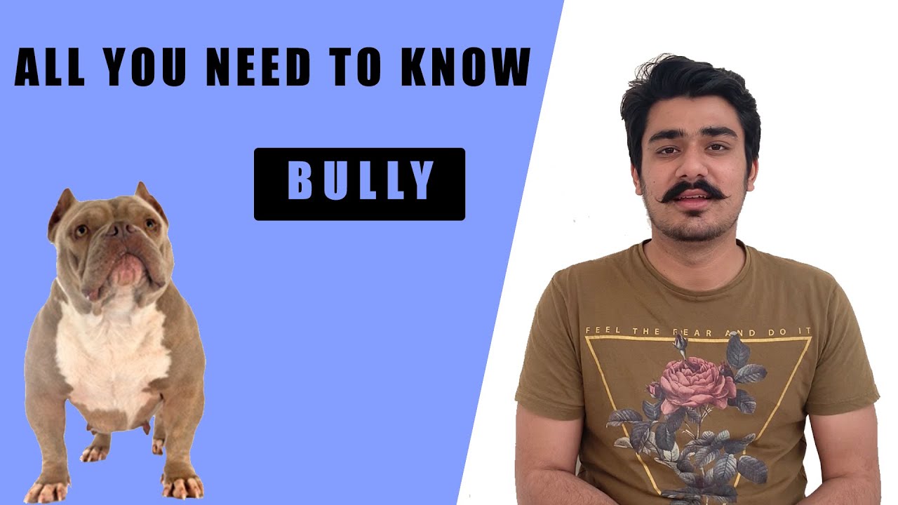 AMERICAN BULLY DOG FACTS AMERICAN BULLY PUPPIES PRICE IN INDIA