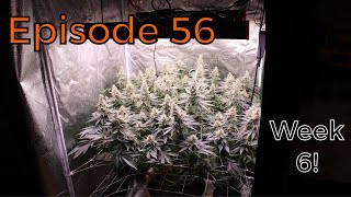 Spider Farmer | Cherry Lepew - Week 6 Flower - Ep. 56
