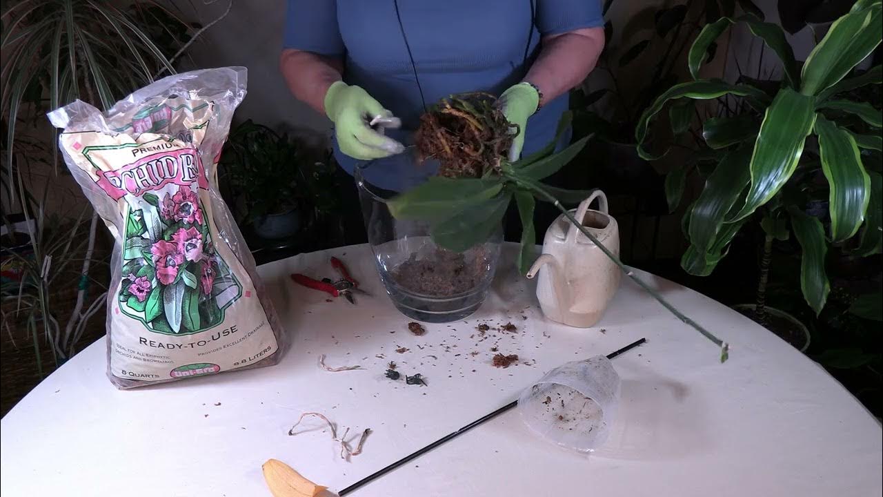 How to Repot Orchids in Orchid Bark/Important to Get Plants out of Moss! YouTube