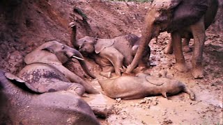 Elephants Enjoying A Healthy Mud Bath (Short Version) / Gabon : Bains De Boue Chez Les Éléphants