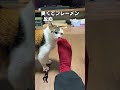 「猫が意外と好きなこと3選」フルはSpotify ほか音楽アプリへ|猫あるあるソング