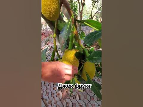 джек фрукт #таиланд - YouTube