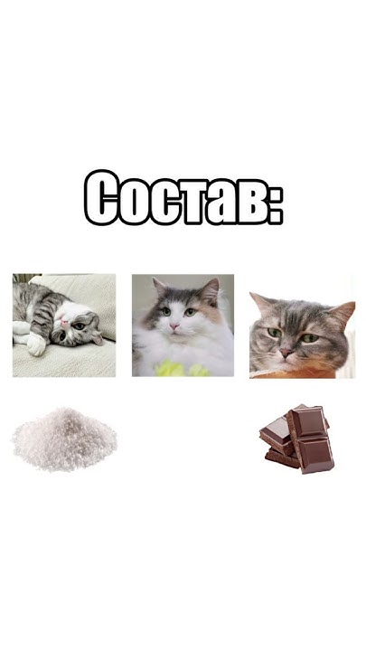 состав комуги, комару и кокоа #komaru #cat #cute #комару #кот #kitten # ...