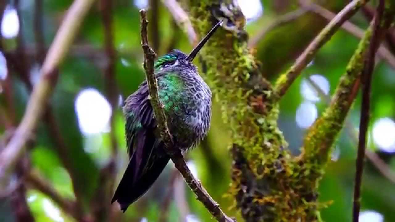 Near endemic , Black-thighed Puffleg, Eriocnemis derbyi, Tolima
