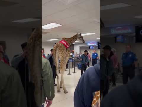 Emotional Support Giraffe Sora 2 Ai