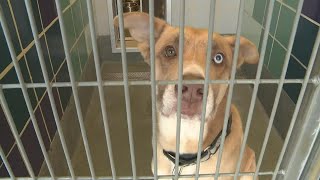 Fosters needed: Houston animal shelters full as more people abandon their pets