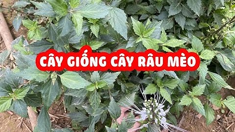 Cây giống cây râu mèo - Cây thuốc tốt cho sỏi thận, tăng cường chức năng thận...