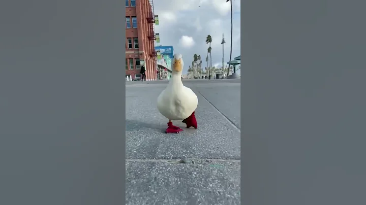 Happy Duck Cute Waddle - DayDayNews