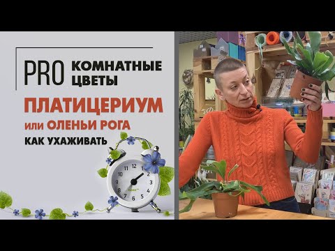 Папоротник Оленьи рога, он же Плоскорог |  по научному Платицериум | Уход и пересадка