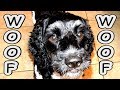 Dog Training to Speak or Bark Made Easy WOOF WOOF Dog Training to Speak or Bark Made Easy WOOF WOOF