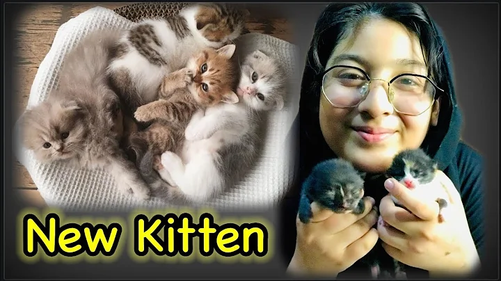 Watch the video about Cat Birth To 5 Cute Kittens | Cute Persian Kittens | Male and female kittens | Kitten Short | Shorts
