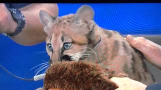 Mountain Lion Kitten