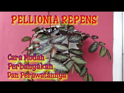 Video: Pellonia Care: Tips Menanam Tanaman Pellonia Di Dalam Ruangan