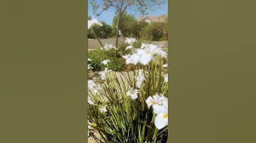 Iris Flowers blooming