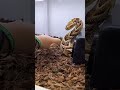 Slow motion venomous  puff adder bites human hand