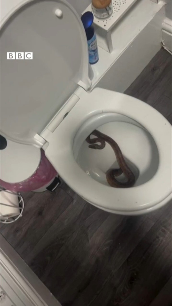 Snake in Toilet: अगर टॉयलेट में सांप आ जाए तो... #shorts  (BBC Hindi)