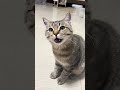 #cat #kitten #cute #studywithmeandmycat