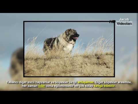 Video: Köpəyi qayışsız necə gəzdirmək olar?