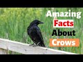 30 Amazing Facts About Crows - Interesting Facts about Crows