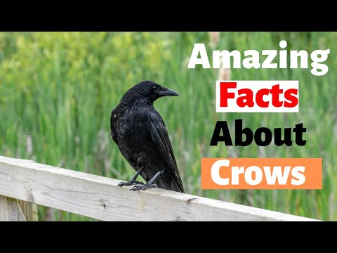 Video: Interesting facts about crows: description, characteristics and photos