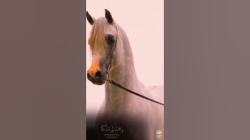 فَقالَ إِنِّي أَحبَبتُ حُبَّ الخَيرِ عَن ذِكرِ رَبِّي حَتَّىٰ تَوَارت بِالحِجَاب | القارئ إسلام صبحي