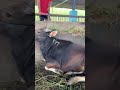 Sapi qurban 2026 | Sapi bali bobot 350kg up#sapiqurban2026#sapibali#abidichanel#iduladha#shorts