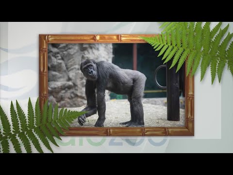 Buffalo Zoo says goodbye to gorilla as it moves to St. Louis