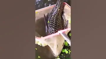 sucker fish|guppy point