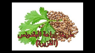 ‏ طريقة زراعة القزبر