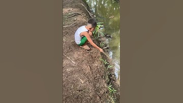 Câu cá lòng tong #fishing #trending