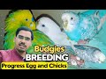 Budgies    breeding progress  spangle  normal chicks hatch 2024