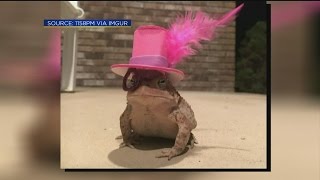 The Daily Joe: Tiny Toad Hats