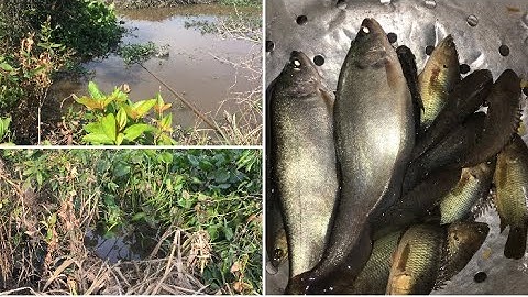 Câu cá rô đồng,thác lác bằng mồi dế | Điểm câu cá thiên nhiên.