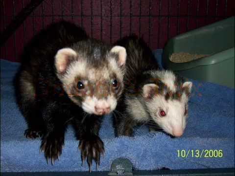 help me name my future ferret ferret names in discription youtube