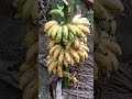 Banana 🍌#yshorts #banana