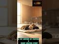 A CAT MOTHER OF PUPPIES🥲 | Billi ne paalee  kuttey key bachhe 🥲 |  #shorts #aishorts #cats