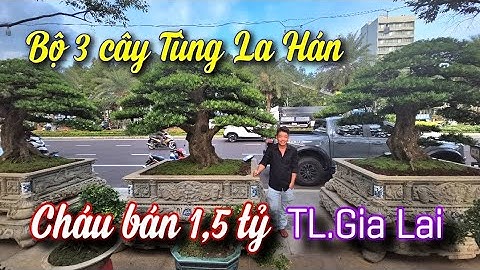 SH.10887. Bộ chơi 3 cây Tùng La Hán đẹp giá 1,5 tỷ đồng tại triển lãm Gia Lai 2025