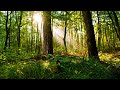 Peder B. Helland - Deep in the Forest (Radio Edit)
