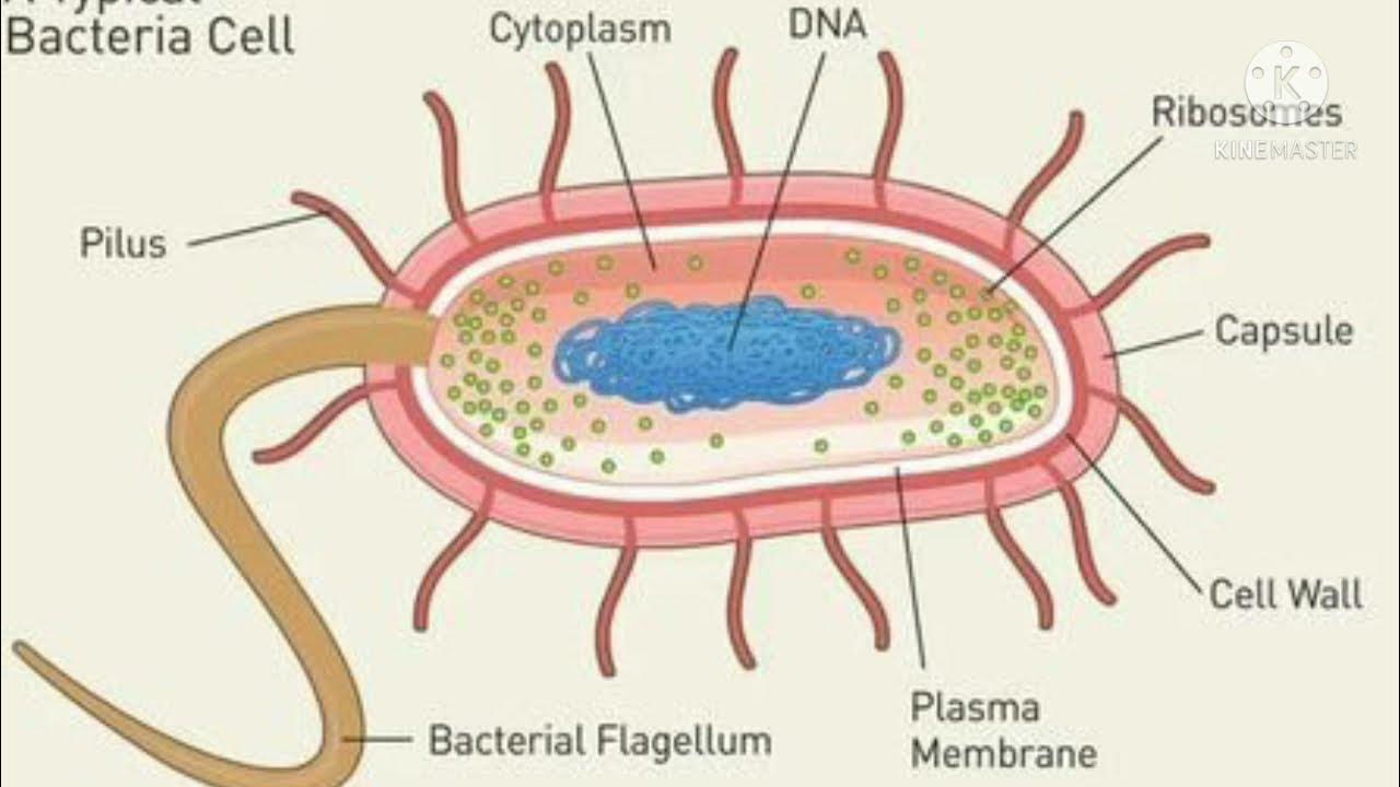 Бактерии бак