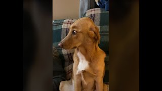 Guilty Dogs Reaction Compilation
