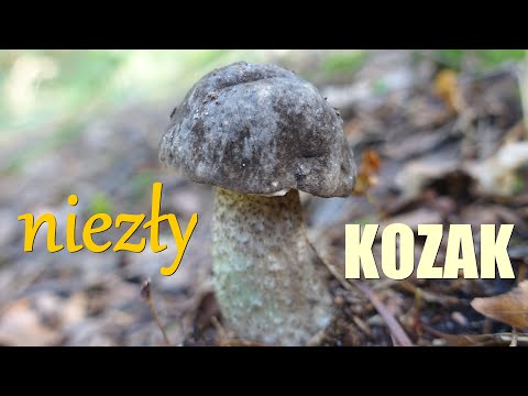 Wideo: Kiedy Estońska SRR Przyjęła Herb Danii